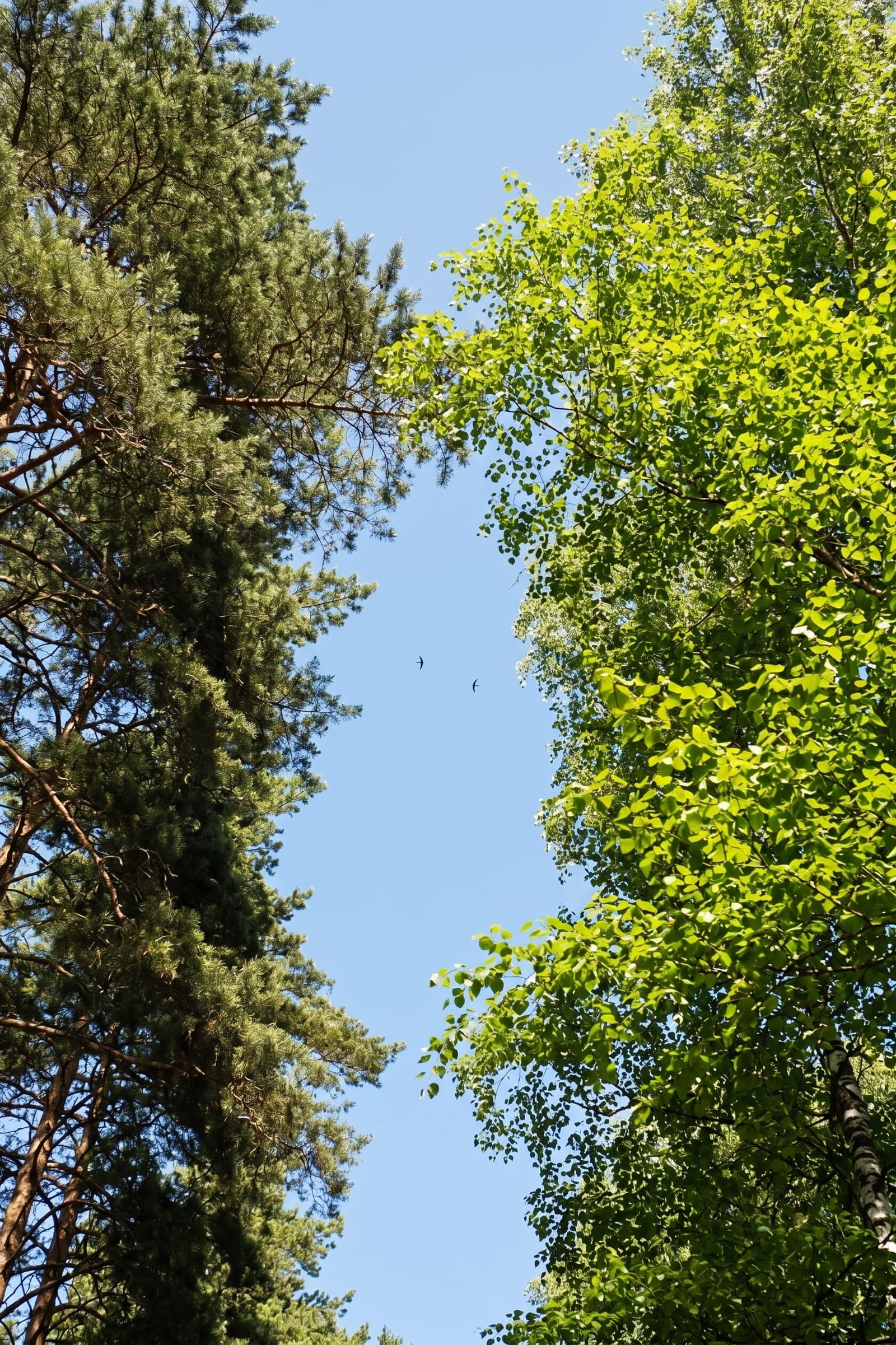 AI Image
